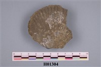 藏品(明海扇)的圖片